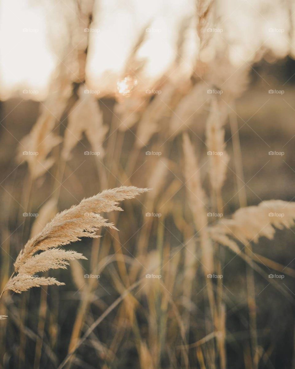 Wheat field