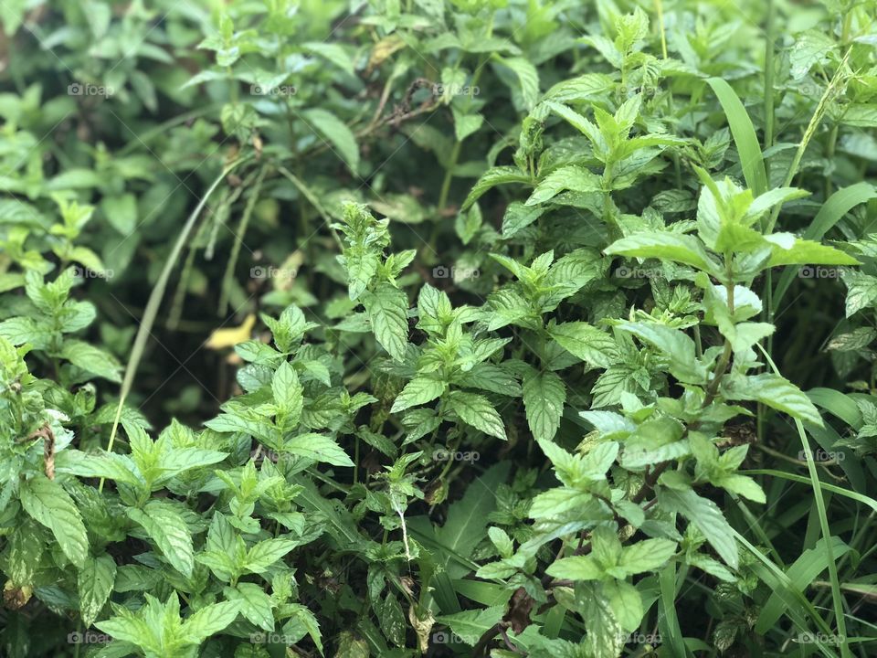 Wild mint plant growing in city 