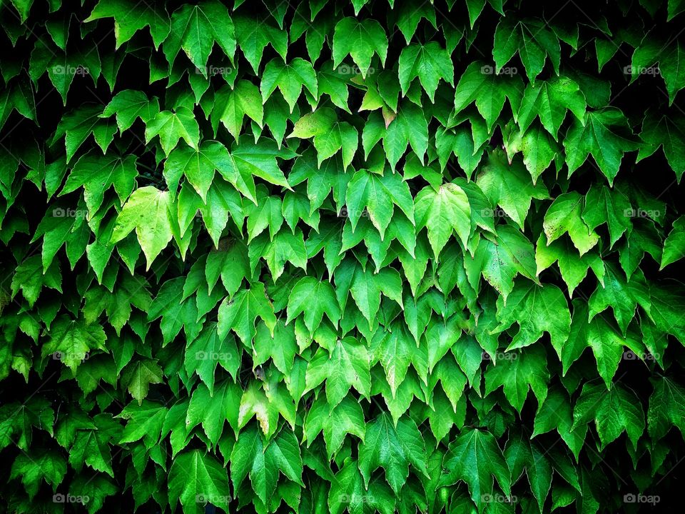 Wall of green leaves. Plants