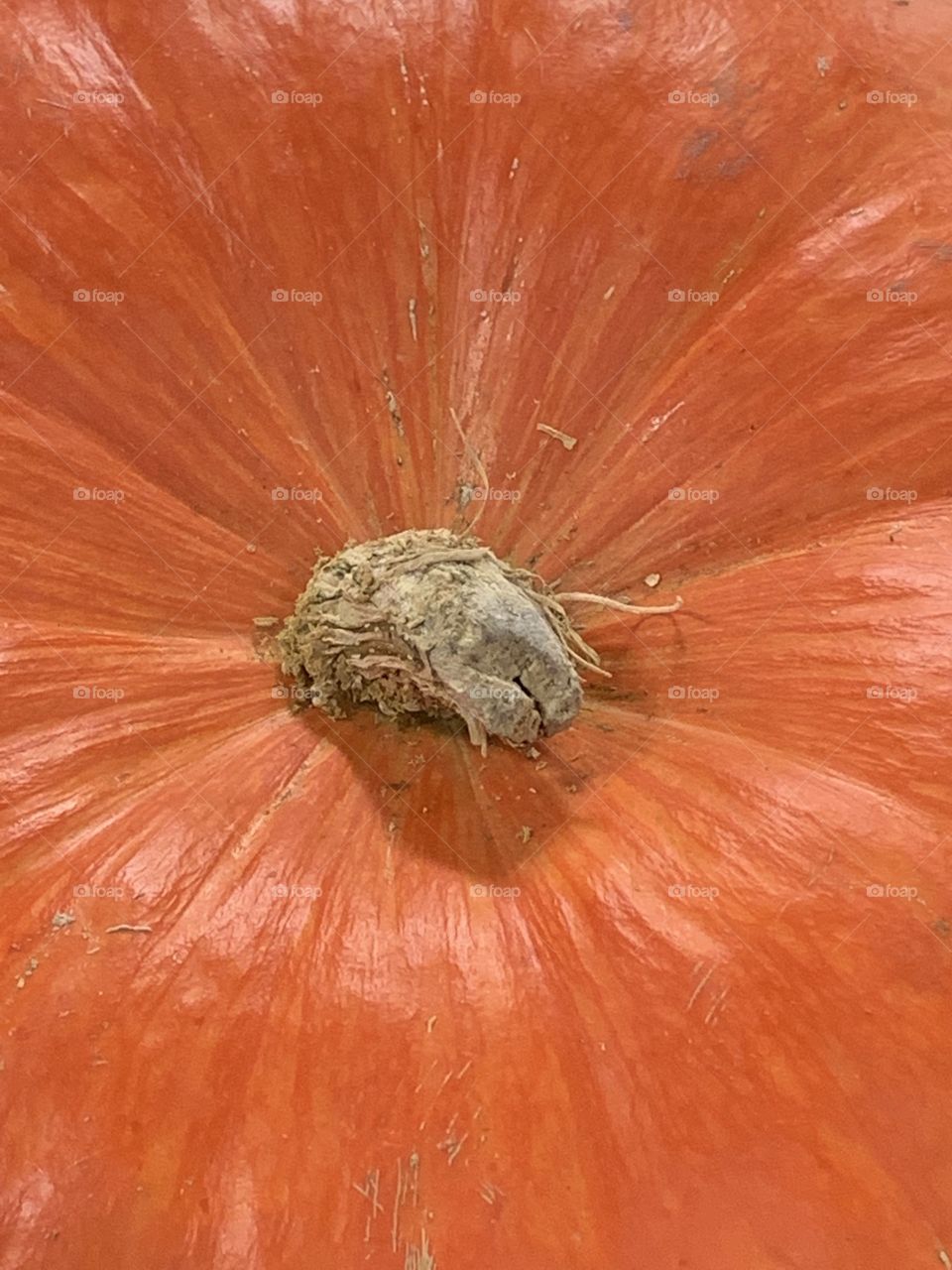 Pumpkin Top