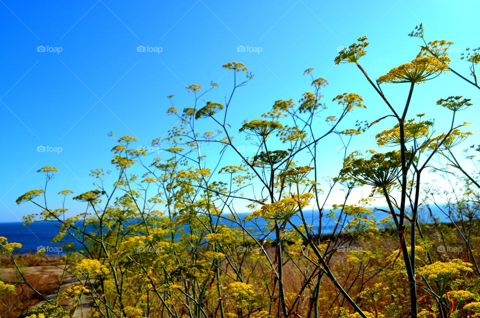 Yellow Flowers