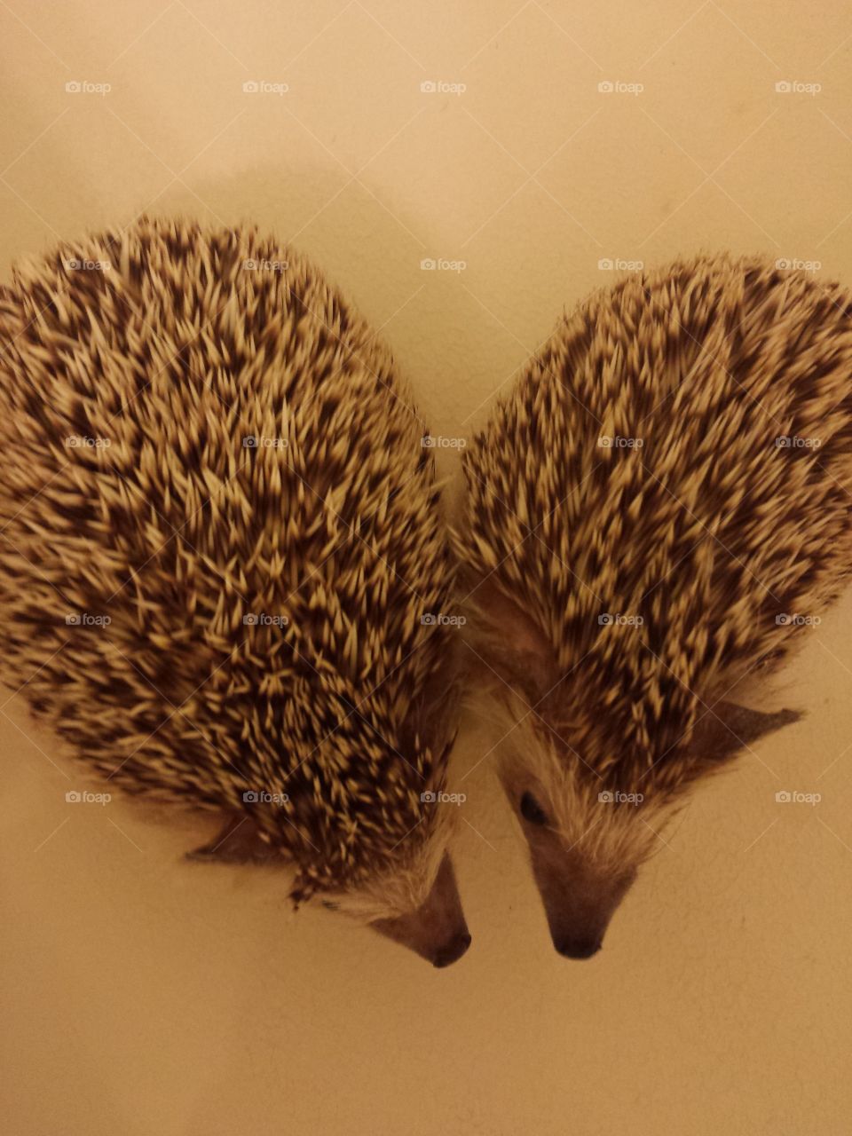 I ♡ hedgehogs