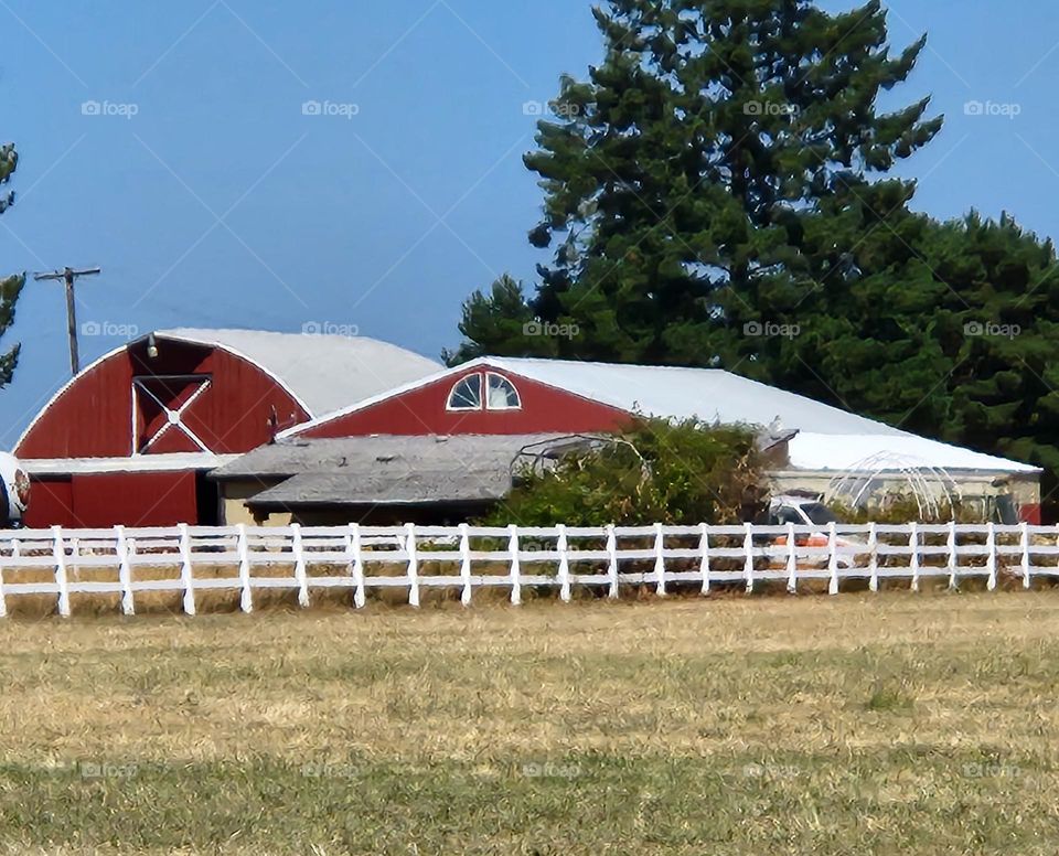 red barn and farmhouse with white fence and tall tree set into the Oregon countryside