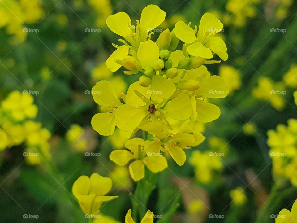 A Red Bug on Mustard flower makes a great pic for capturing