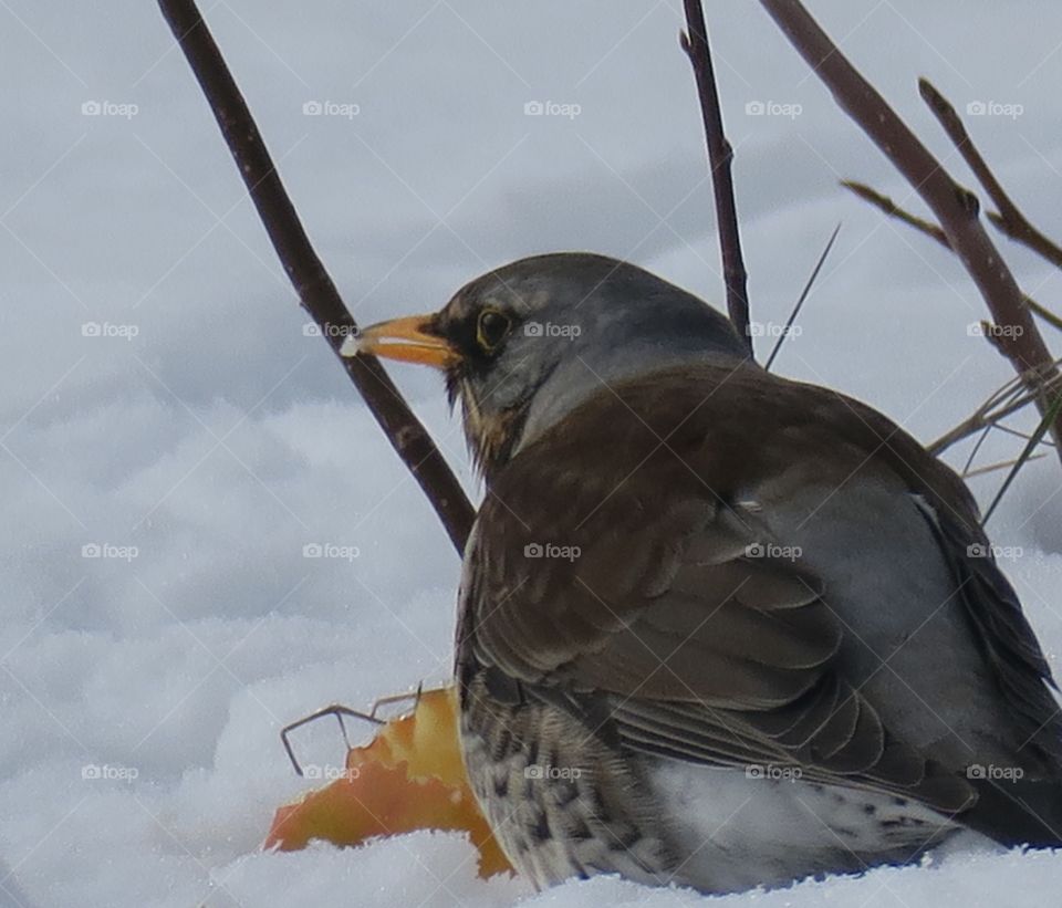 Fieldfare