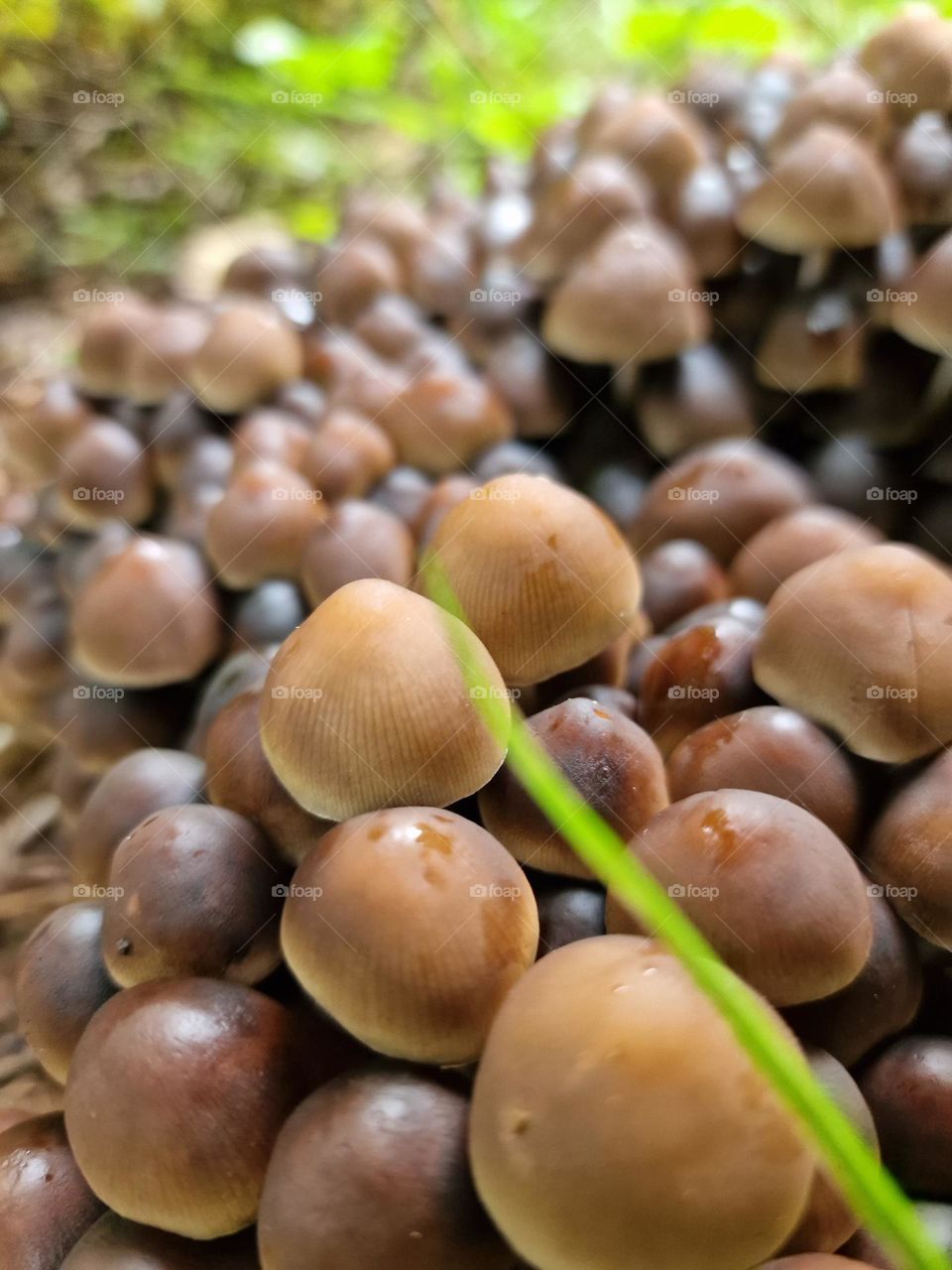 Mushrooms 🍄