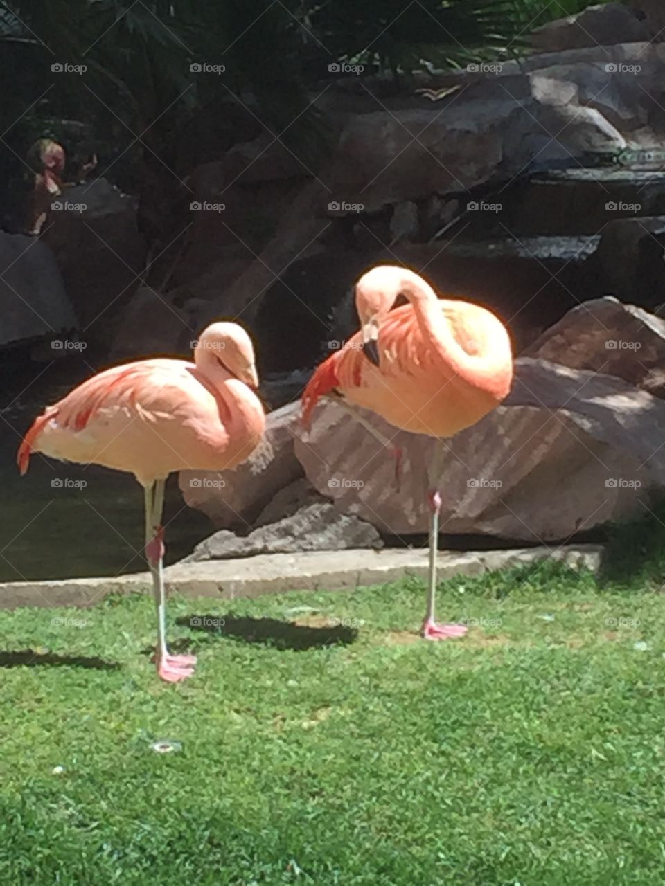 Two flamingos