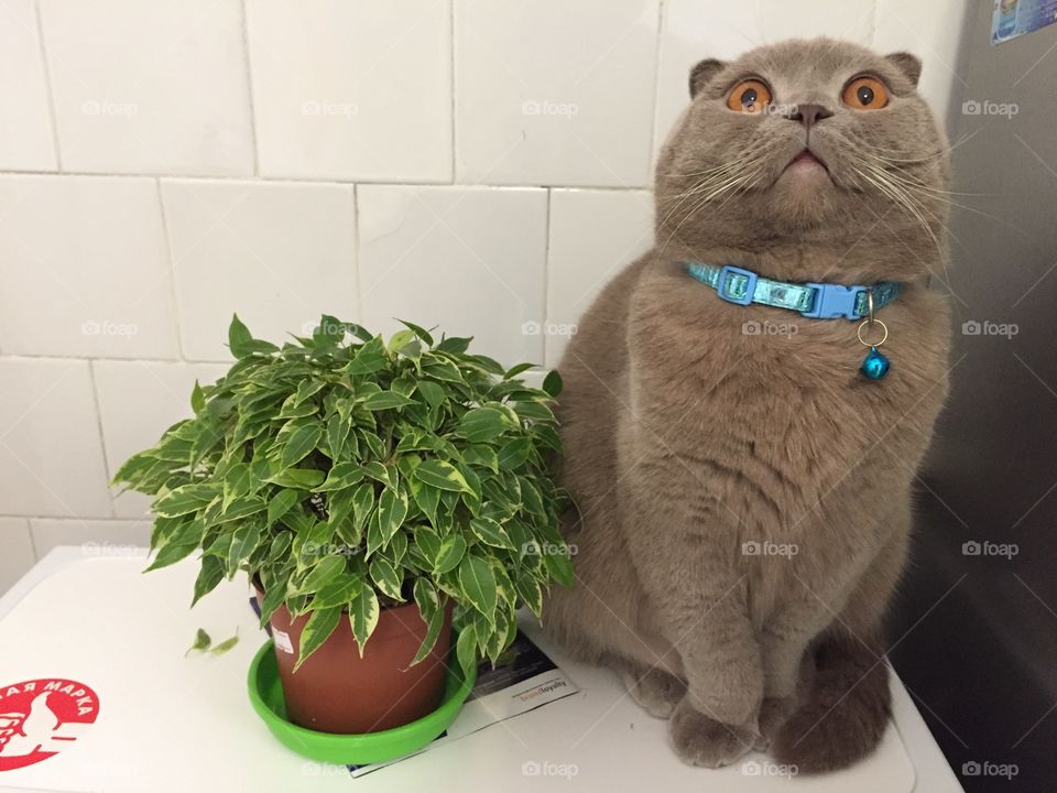 Cat and ficus 