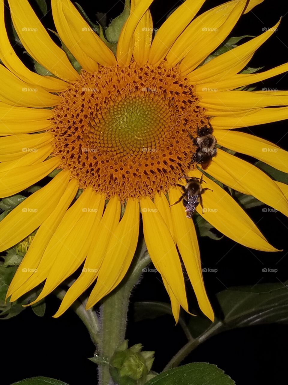 bees love sunflowers