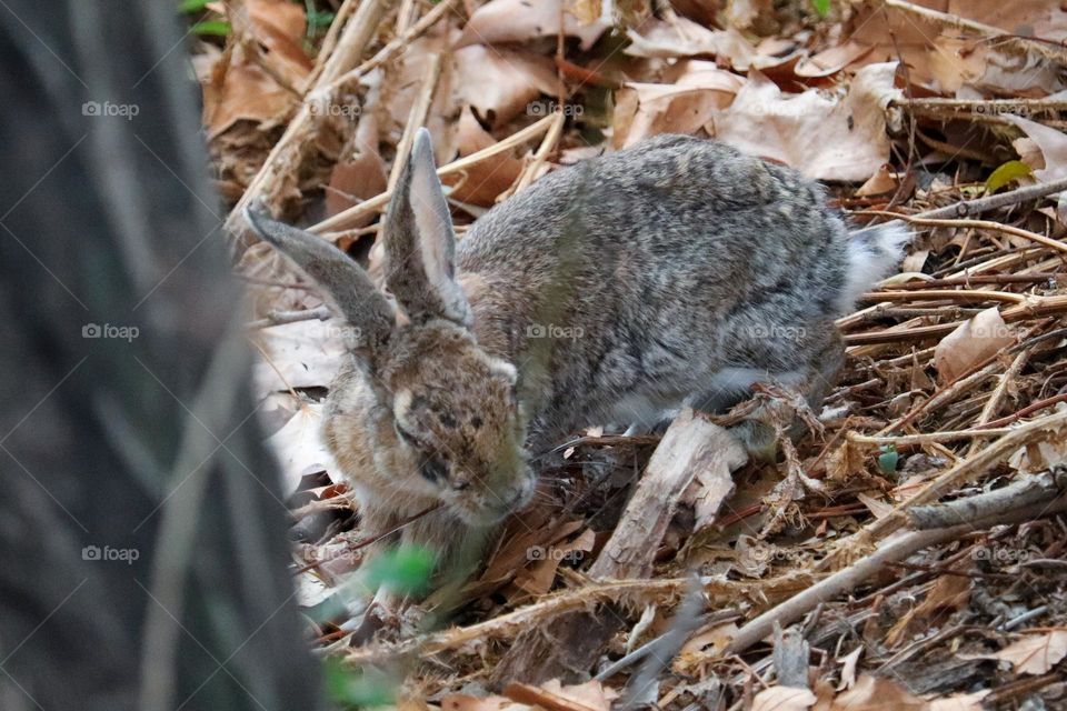 A wild rabbit in a wooded part of the city of Madrid