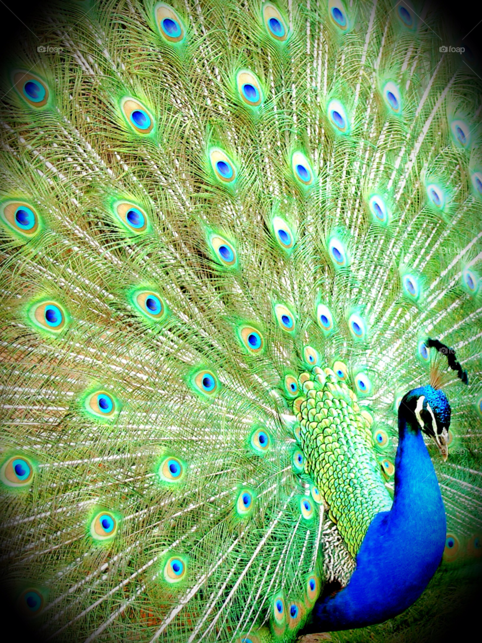 blue bird feathers beautiful by wickerman6666