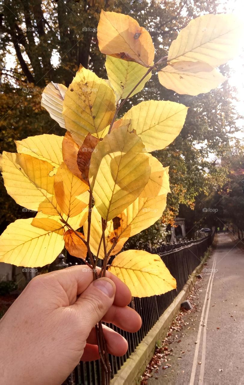 golden leaves