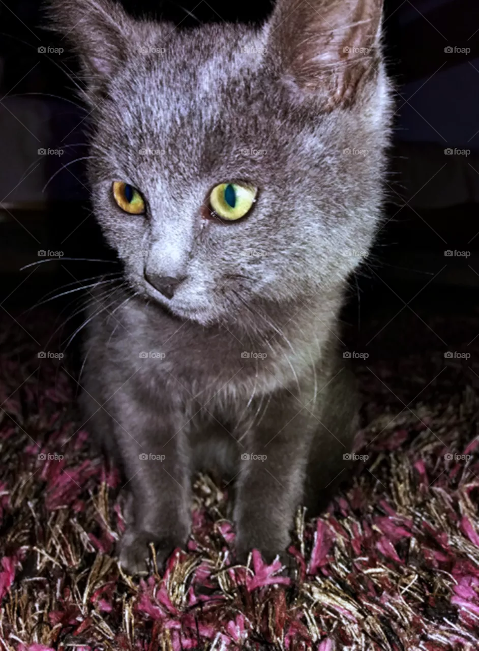 🐈