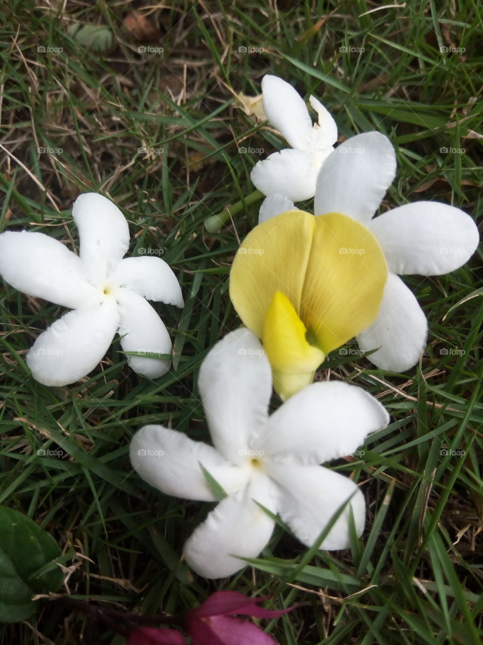 yellow and white fallen petals