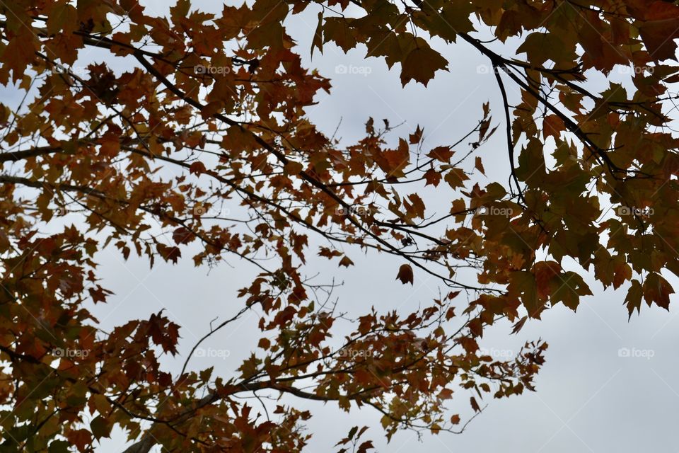 Looking up at orange maple leaves against a white cloudy sky