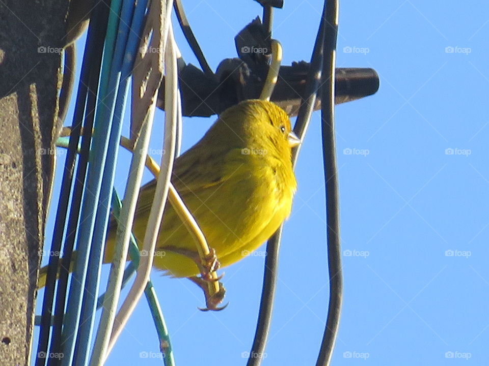 procurando uma árvore