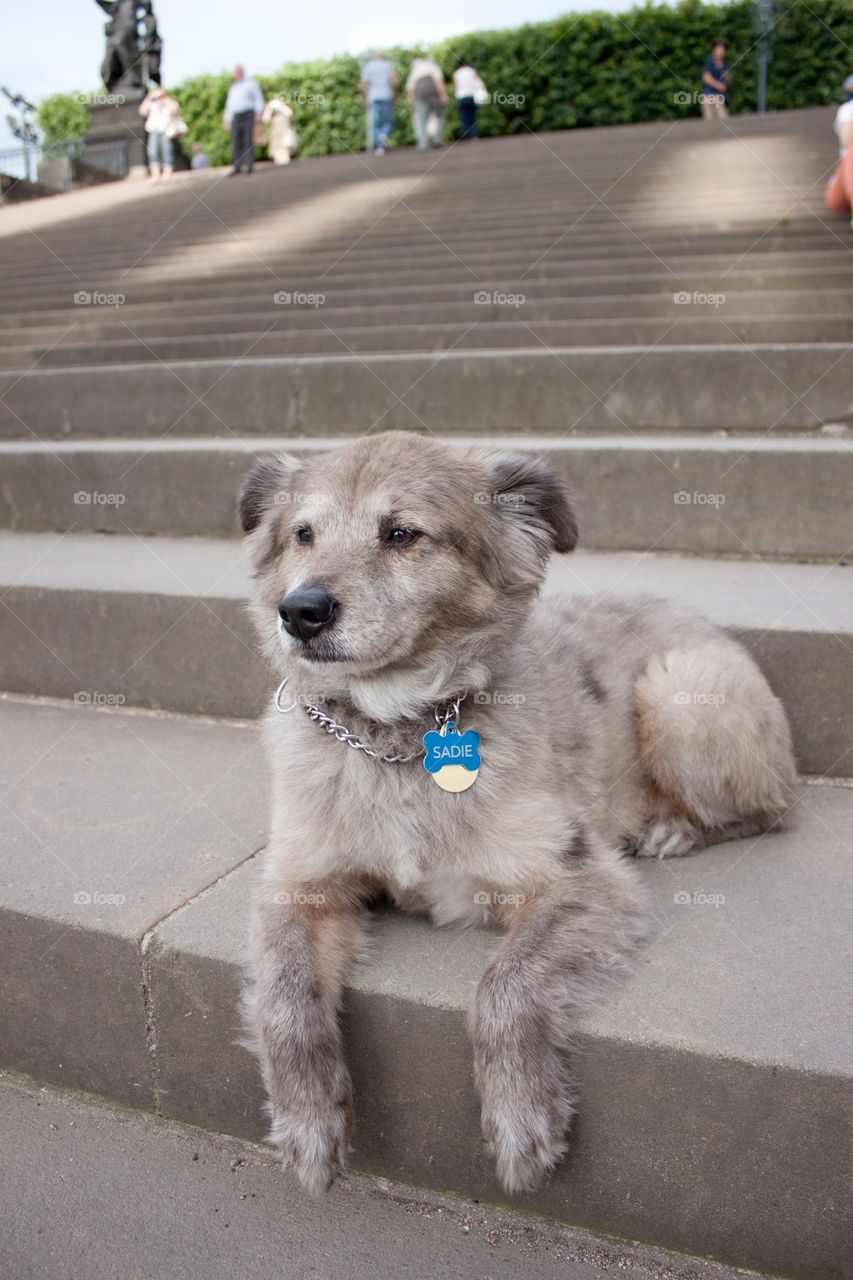 Dog lounging on steps