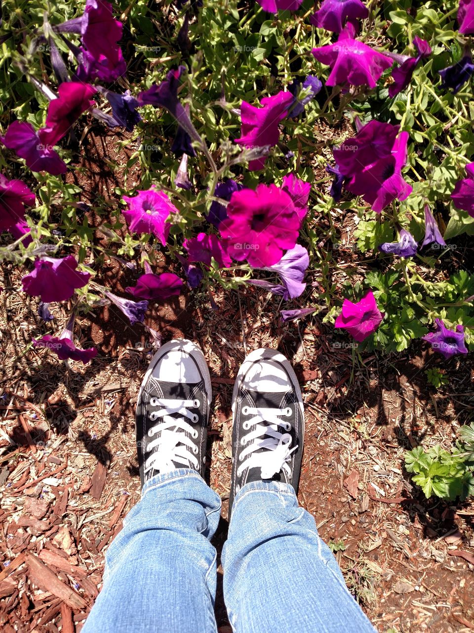 Standing in the Patunias