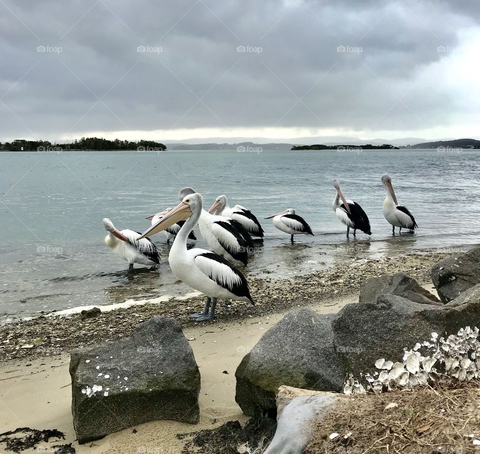 Pelicans congregating on the foreshore, Blacksmiths, Lake Macquarie NSW Australia 
