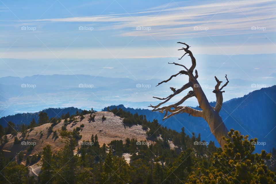 A View From Mt. San Gorgonio (II)