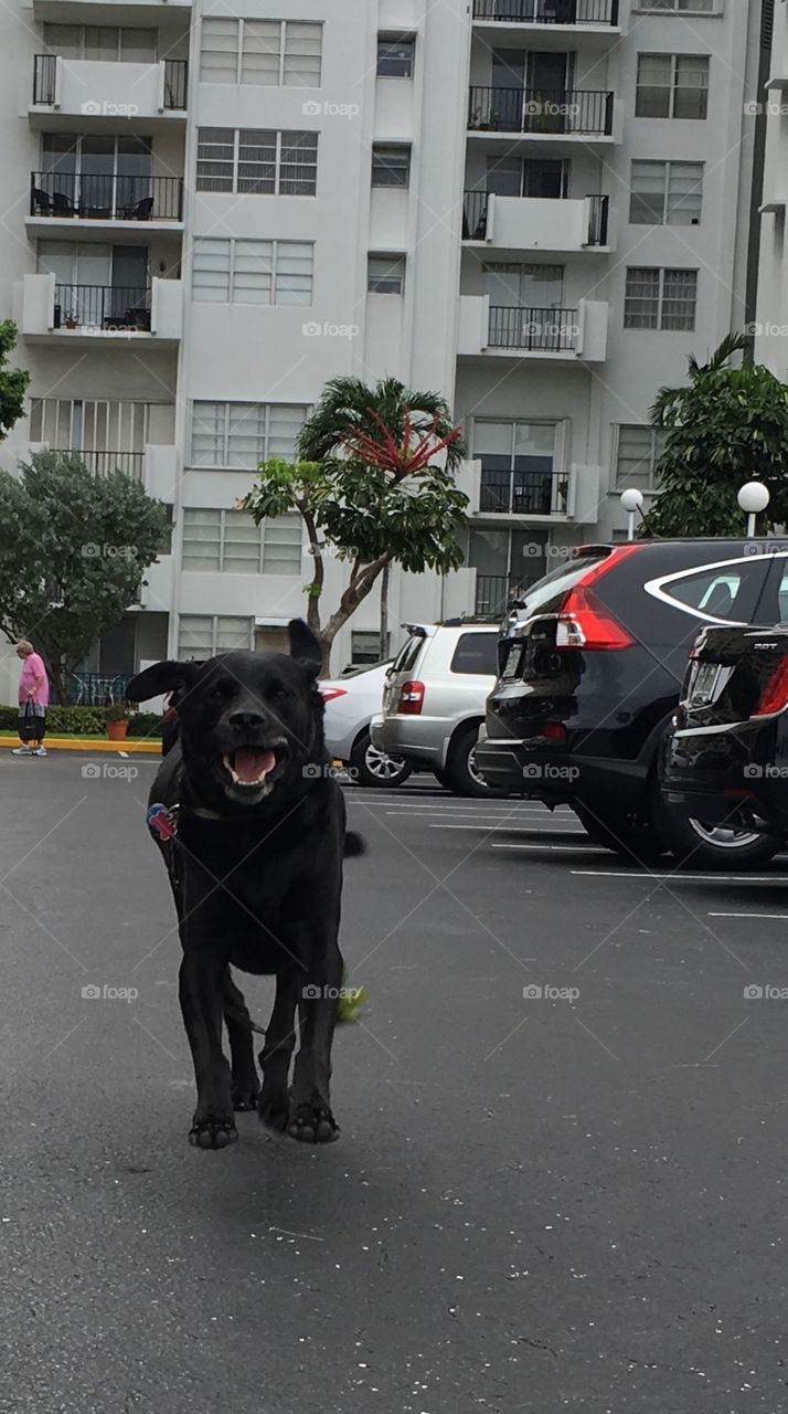 Black Labrador retriever dog running and smiling