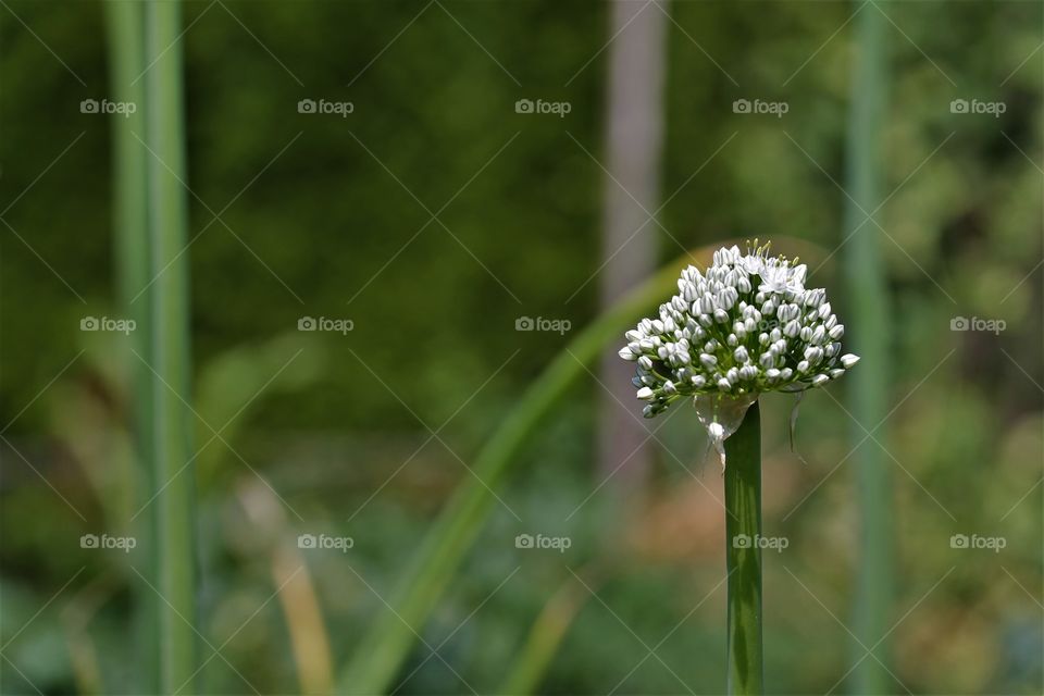 onion bloom