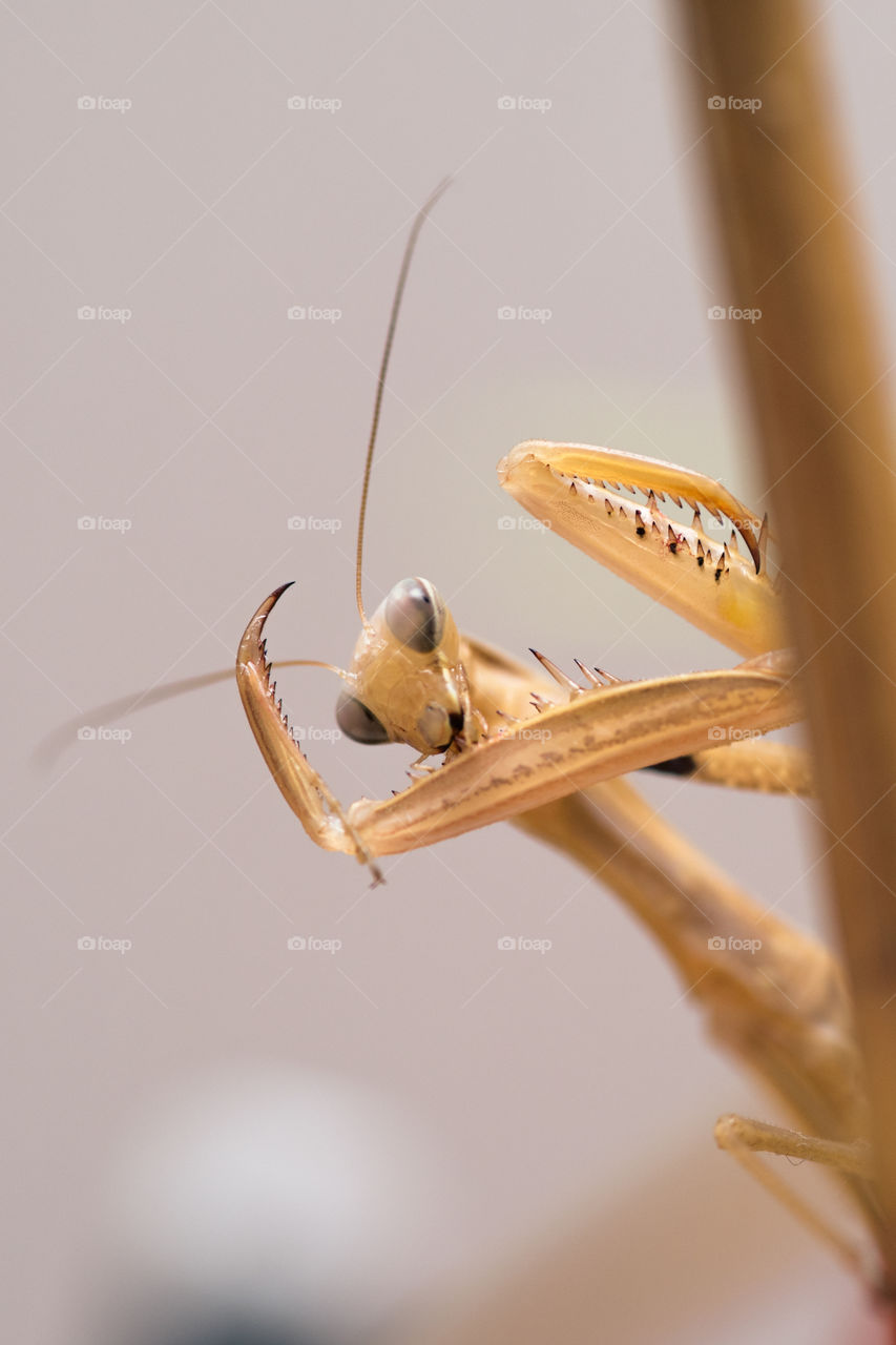 Close-up of praying mantis