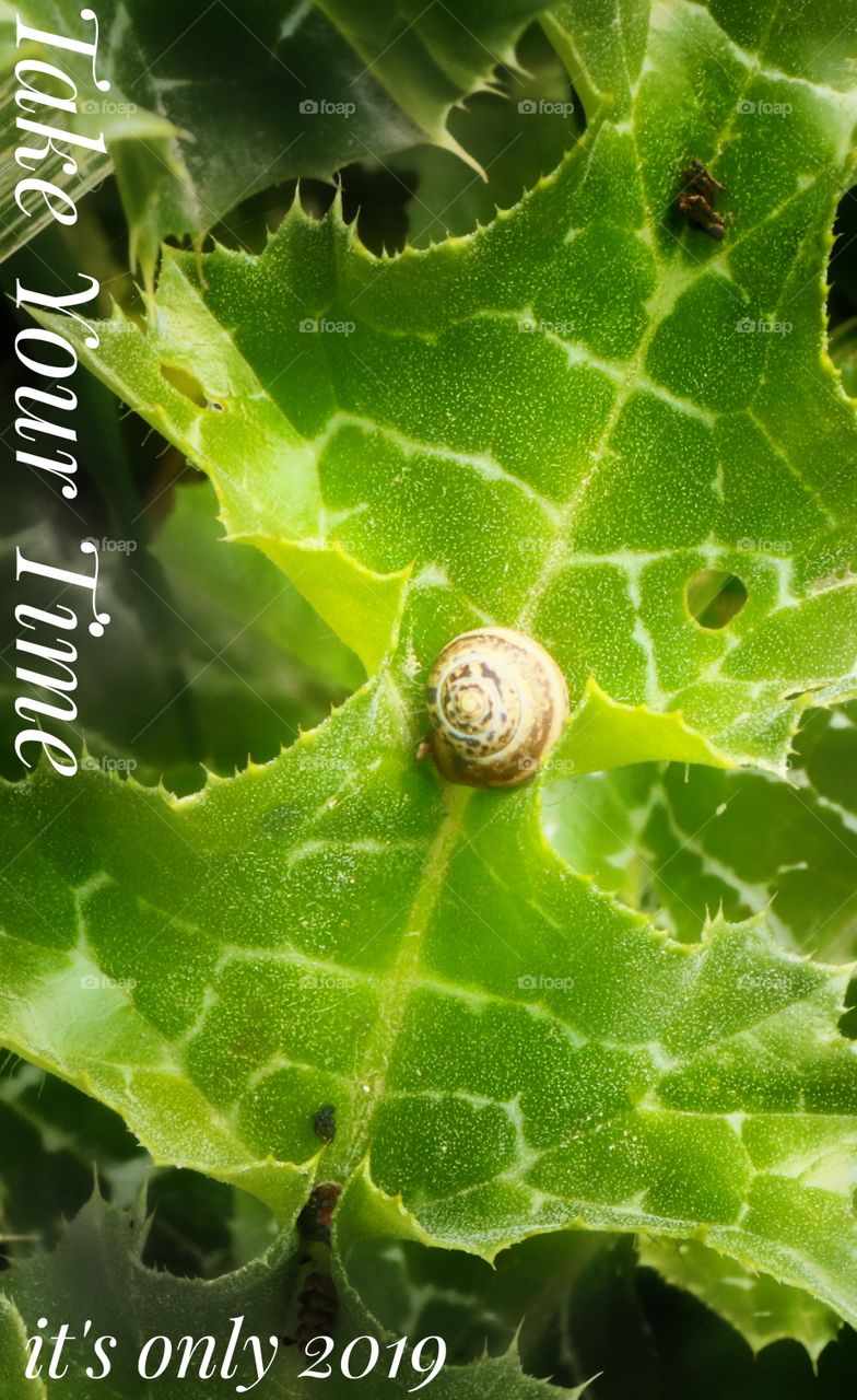 snail, animal, green, leaf, time, 2019, silent,