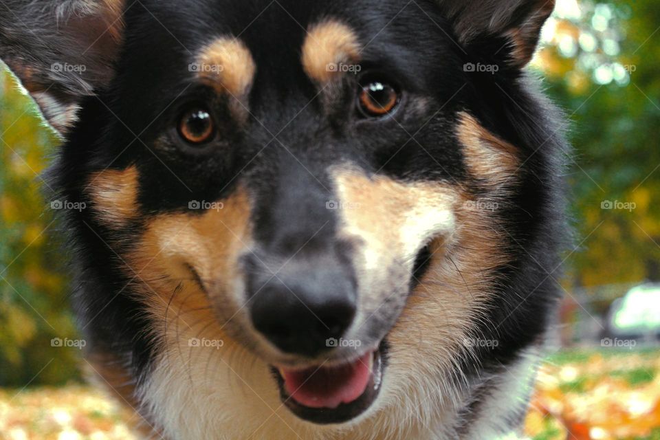 dog pet animal lover person cute close up shot photo puppy brown black yellow orange adorable cuteness Pembroke Welsh corgi Cardigan domestic dogs canine doggy Service animals support Best friend Veterinarian Cynophilist zoophilist smile smiling pup