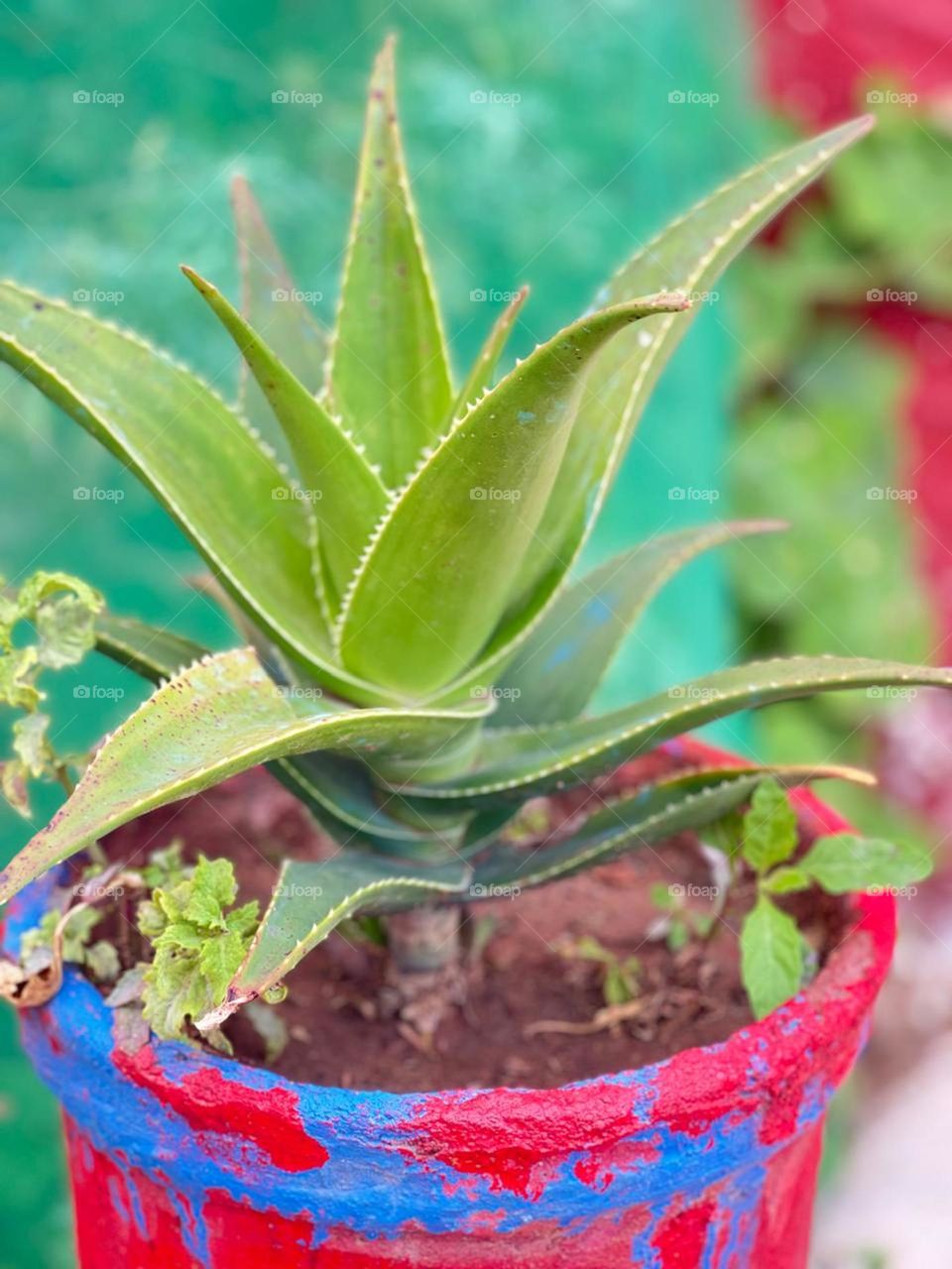 ๐Aloe Vera๐
Aloe vera is a species of aloe of uncertain origin but cultivated for a long time in the Mediterranean region, North Africa, the Canary Islands and Cape Verde.
What do you think ?๐
Please rate my pictures I try my best ๐