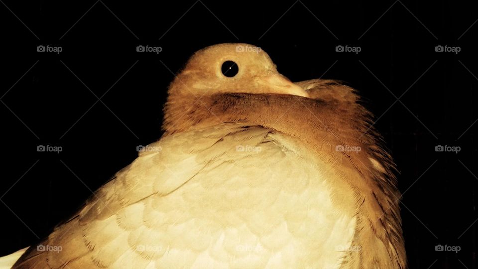 One Gold Pigeon Bird Close Photo