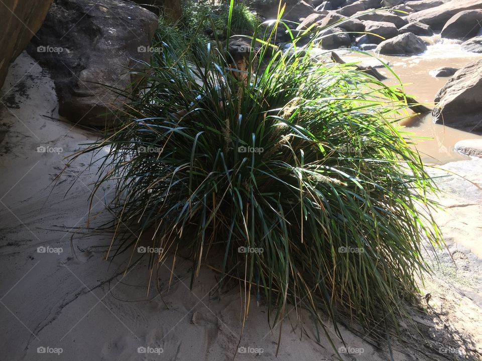 A guy hiding in a bush