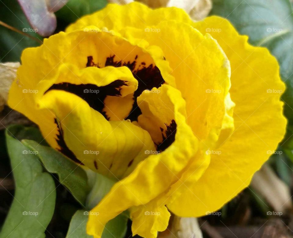 Yellow Pansy In The Garden