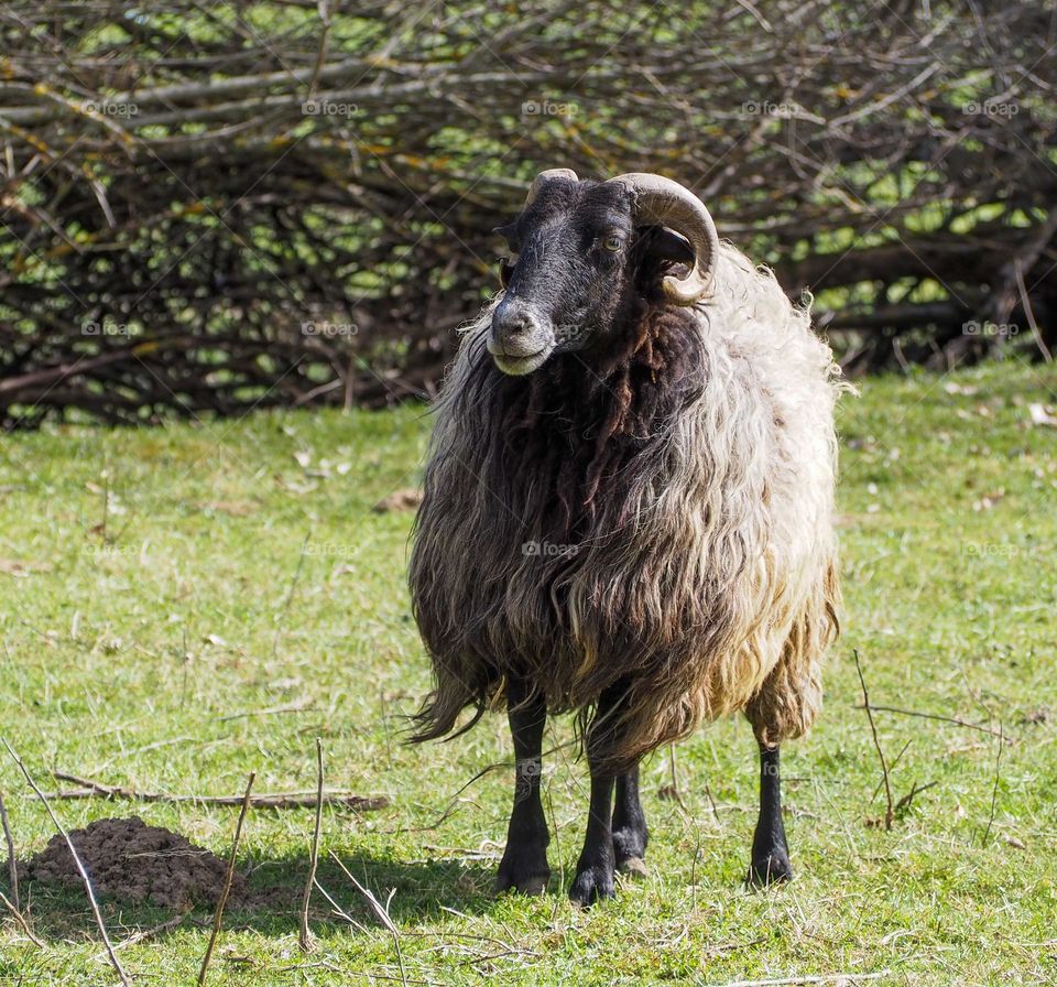 Latxa sheep in the Roncal valley, Navarra