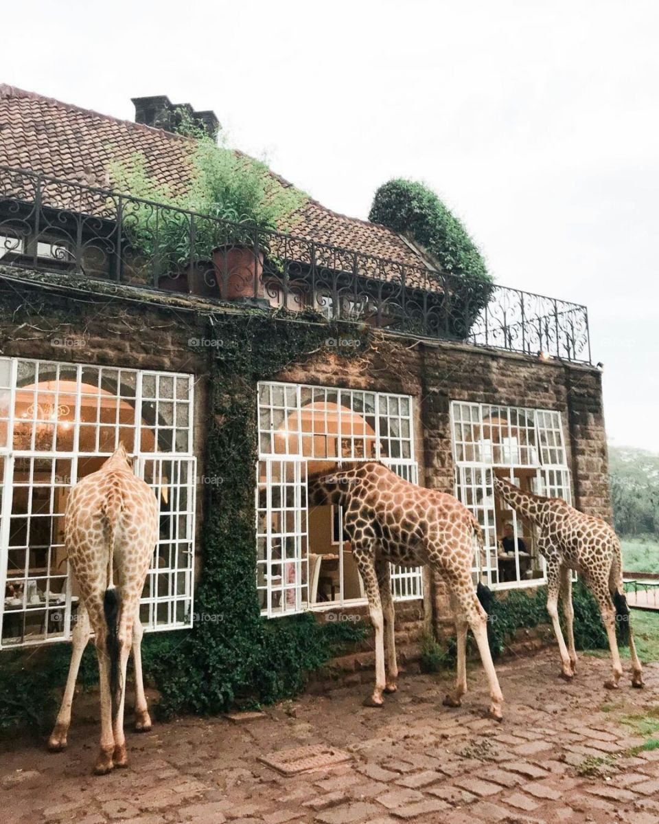 Giraffe Kenya