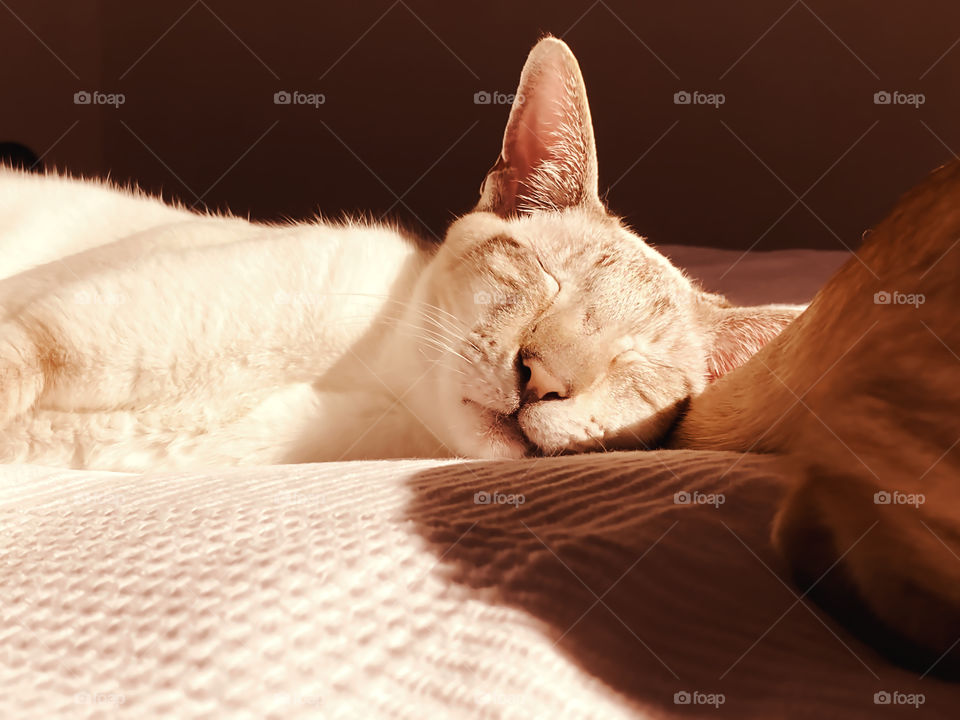 Lovely sleeping cat 