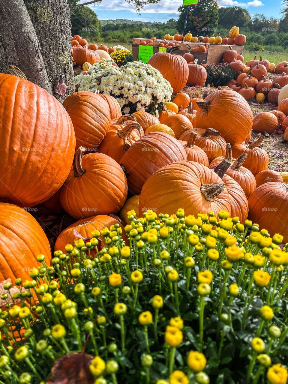 “Pumpkin Stand.”  Piles of pumpkins and flowering mums line the grounds of a farm stand in Autumn.