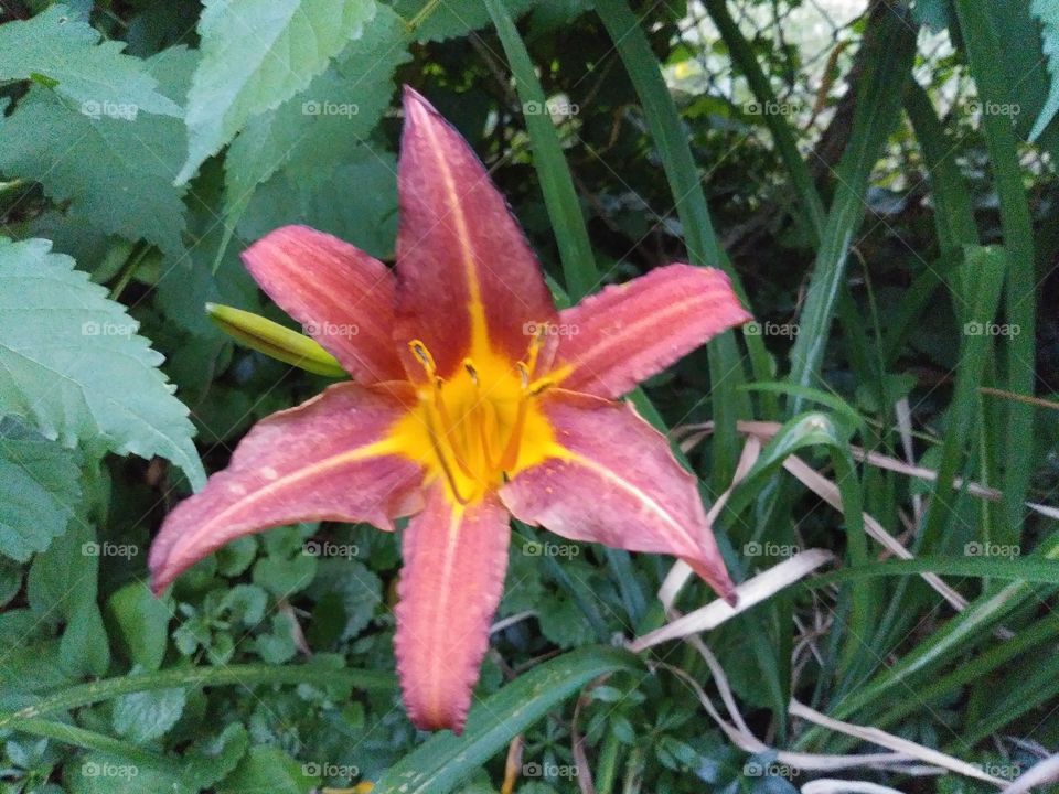 Day Lily