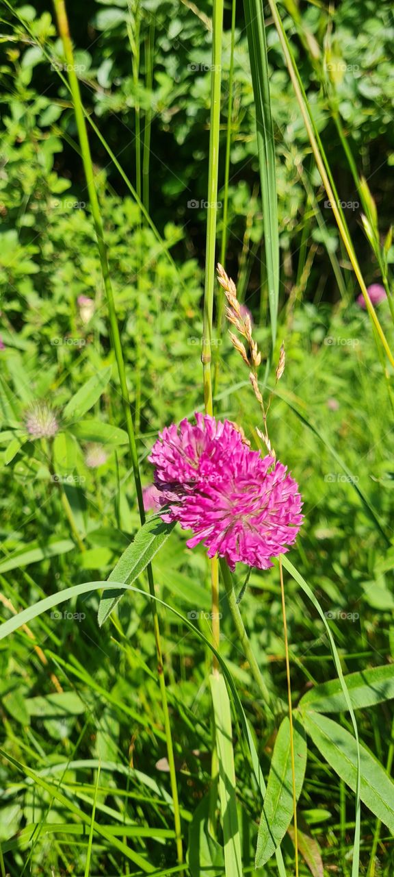 clover blossom