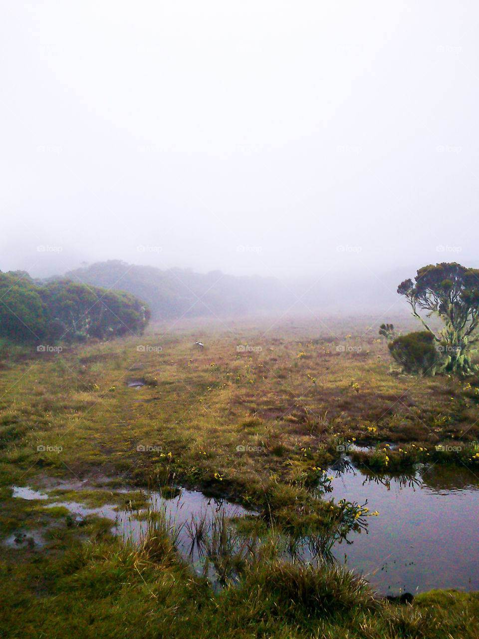 Fog in La Réunion