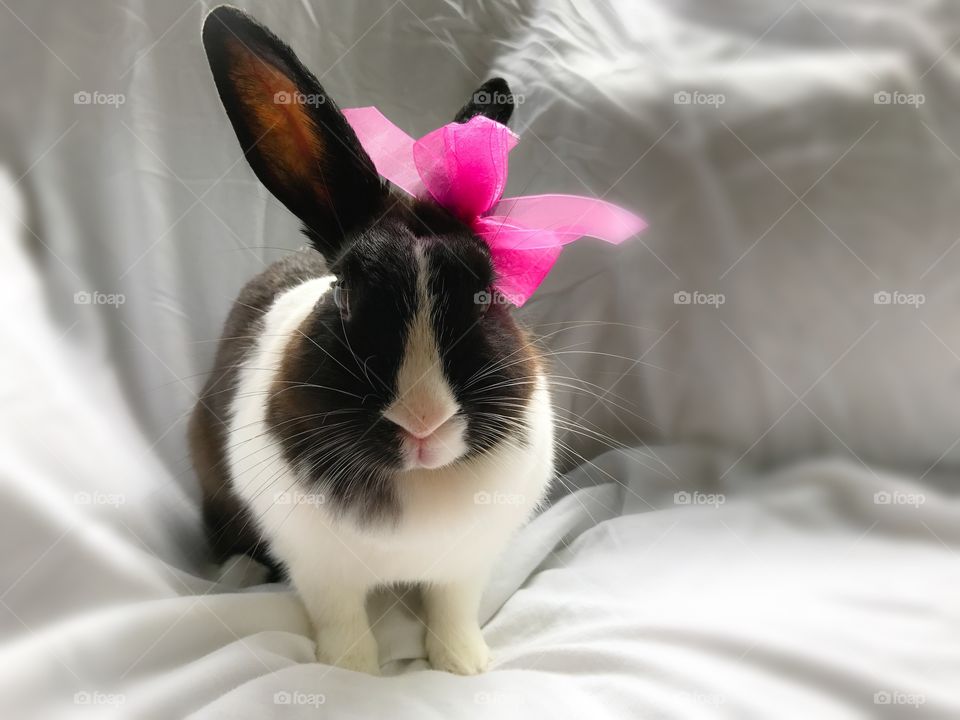 Cute bunny in pink ribbon