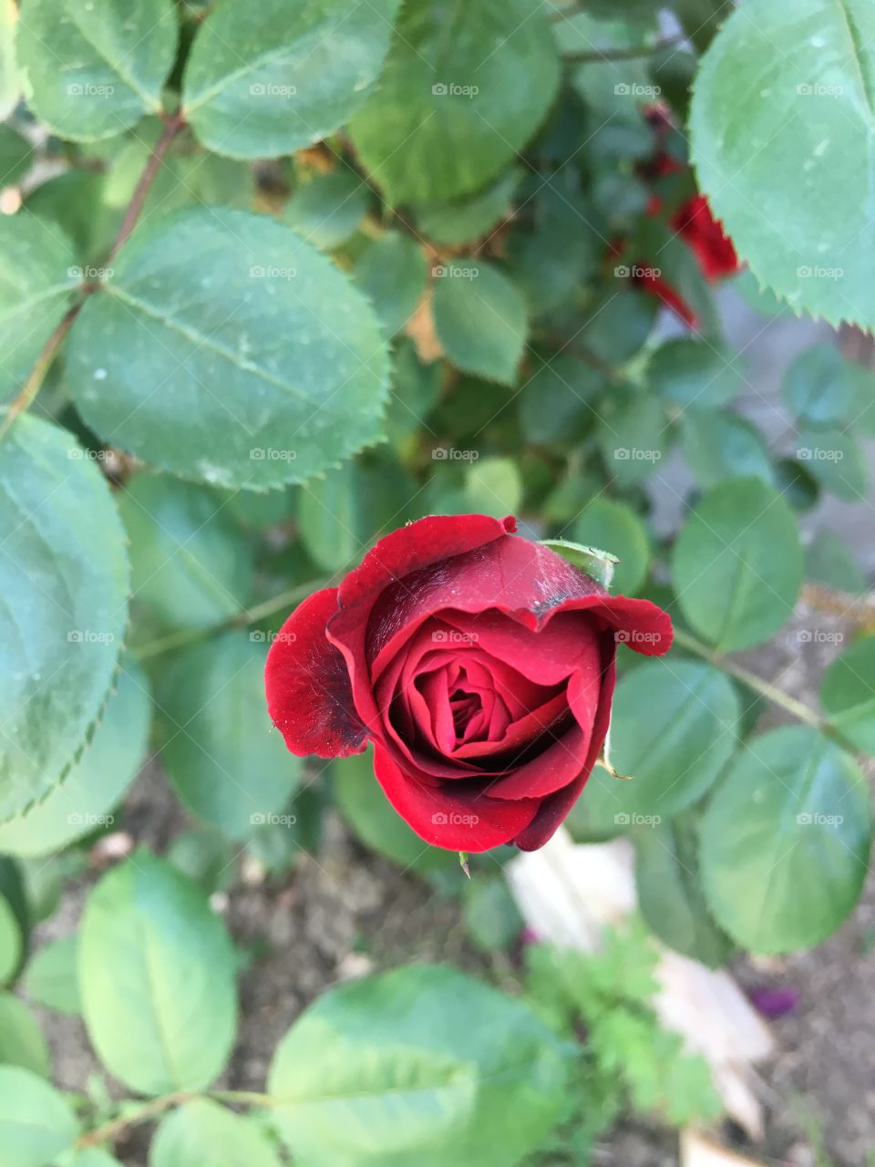 El botón de una flor