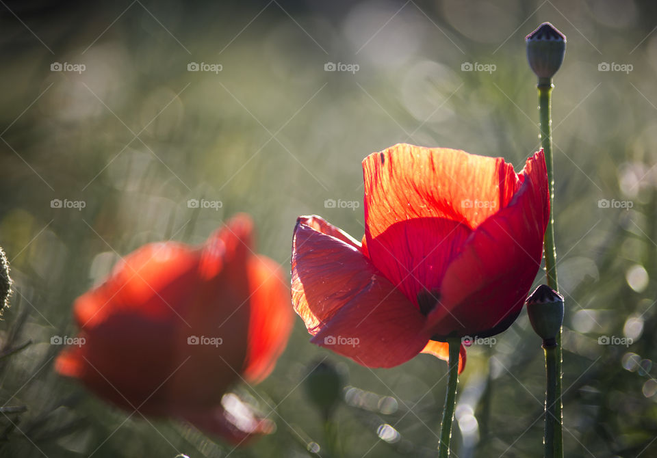 backlit poppies with background blur