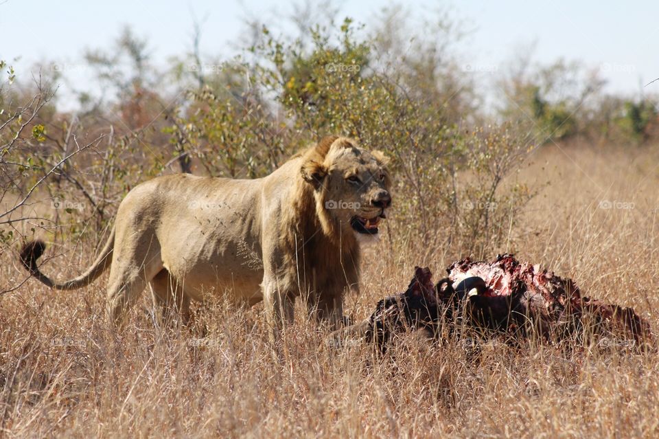 Lion on a kill, kruger national park. 
