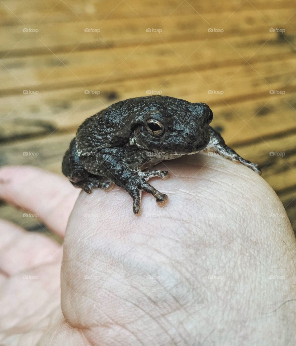 Tree frog resting on person's hand