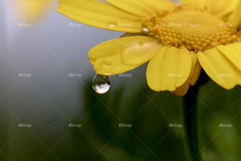 Yellow chrysanthemum flower with rain drop on its petal