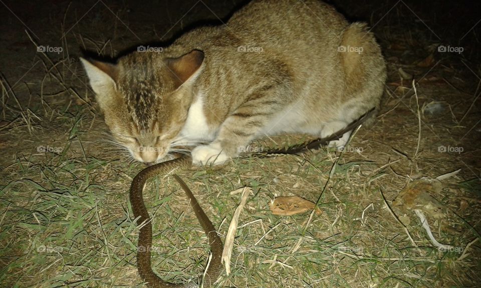 did you know that cats are capable to catch a snake