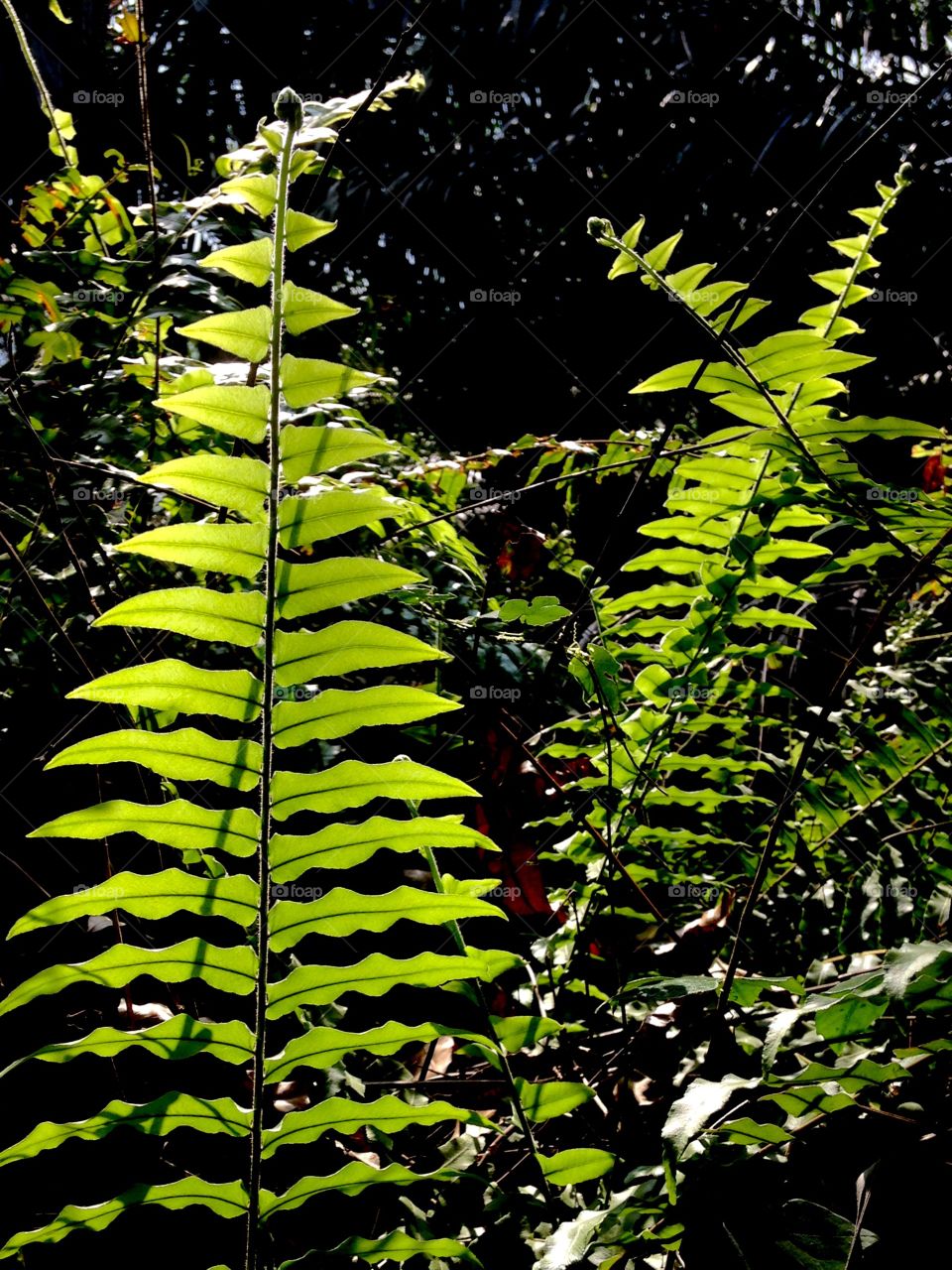 plant and shadow art