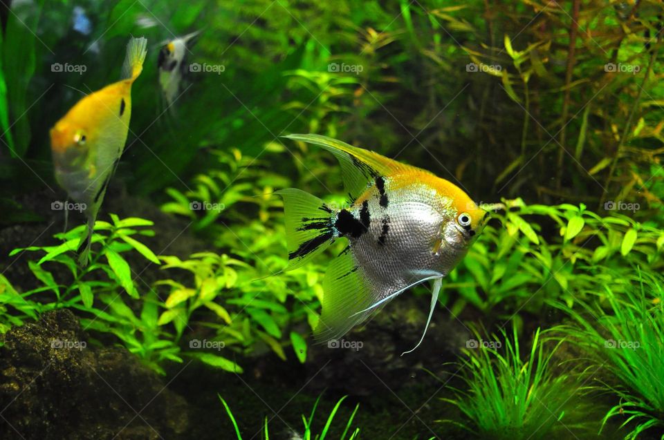 Beautiful and cute fish