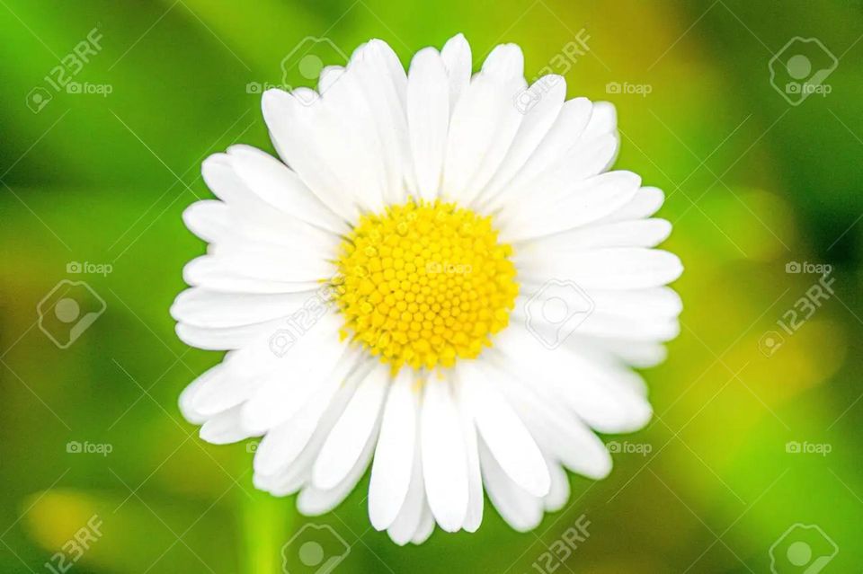 Dainty delicate; elegant in form or manner; fine; delicately beautiful, pretty or charming.Dazzling brilliant; splendid; extremely bright, impressive, skillful or beautiful; astounding; shining and shimmering intensely flower